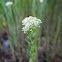 White Top/Hoary Cress