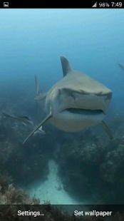 Sharks. Video Wallpaper(圖7)-速報App