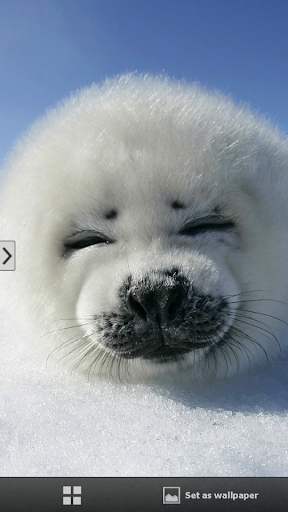 Baby Seal Animal Wallpapers