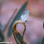 Grass Jewel Butterfly