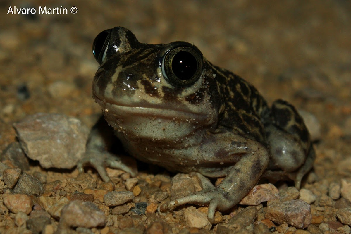 Sapo espuelas, Common Spadefoot