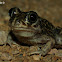 Sapo espuelas, Common Spadefoot