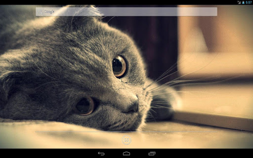 【免費個人化App】Siamese cats HD Live Wallpaper-APP點子