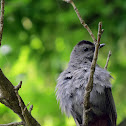 Gray Catbird