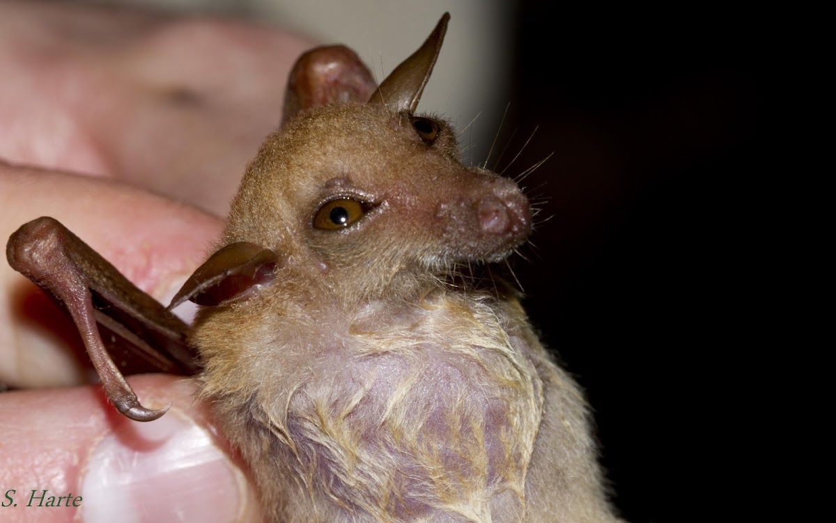 Eastern Blossum Bat