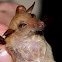 Eastern Blossum Bat