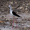 Black-winged Stilt; Cigüeñuela