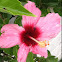 Hibiscus flower