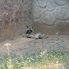 Striped hyena