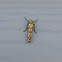 Ailanthus Webworm Moth
