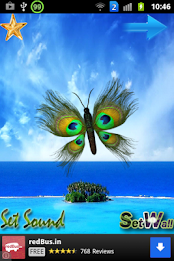 Peacock Butterfly poster 1