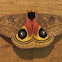 Io Moth