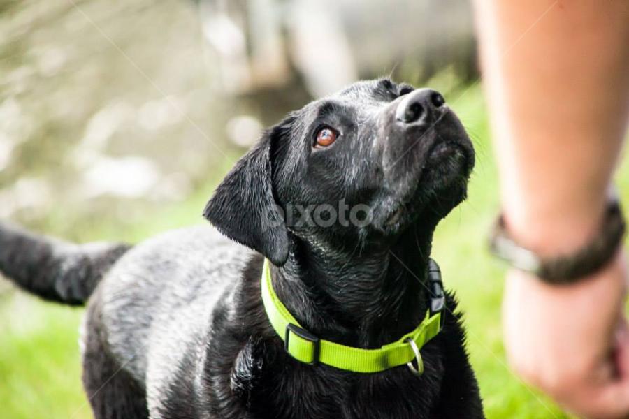 Brewer by Kim Woods - Animals - Dogs Portraits