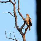 Changeable hawk eagle