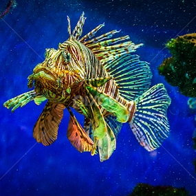 Underwater II by MIhail Syarov - Animals Sea Creatures