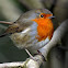 Robin