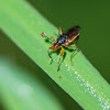 Stalk eyed fly
