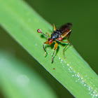 Stalk eyed fly