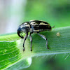 Grass Weevil
