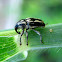 Grass Weevil