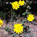 Common Woolly Sunflower