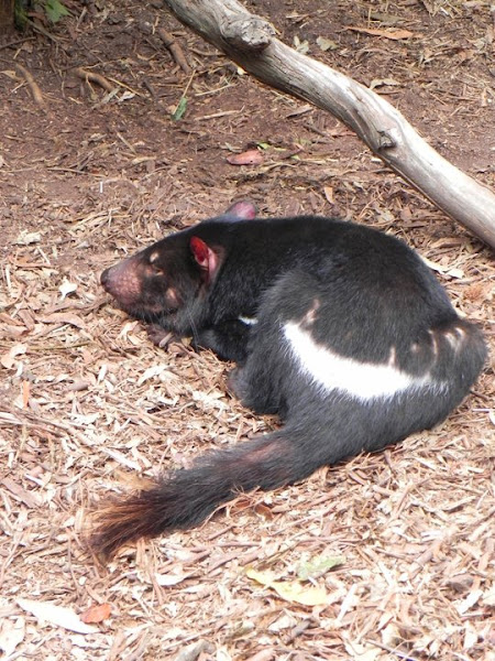 tasmanian-devil-project-noah