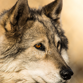 Watching by RaeLynn Petrovich - Animals Other Mammals