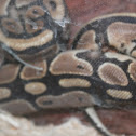 Ball Python (Snake)