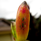 Aphids on flower bud