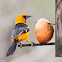 Altamira Oriole