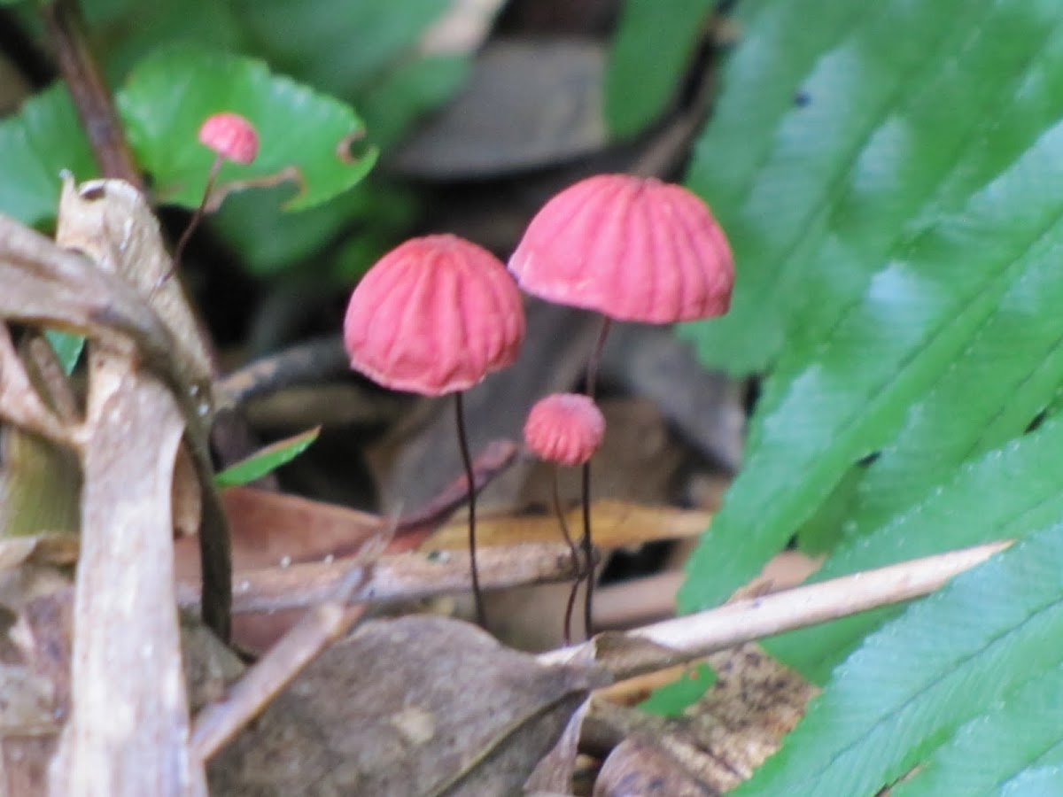 Pinwheel mushroom