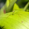 Magnolia Green Jumping Spider