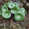 Small-flowered navelwort