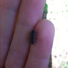 Pill bug