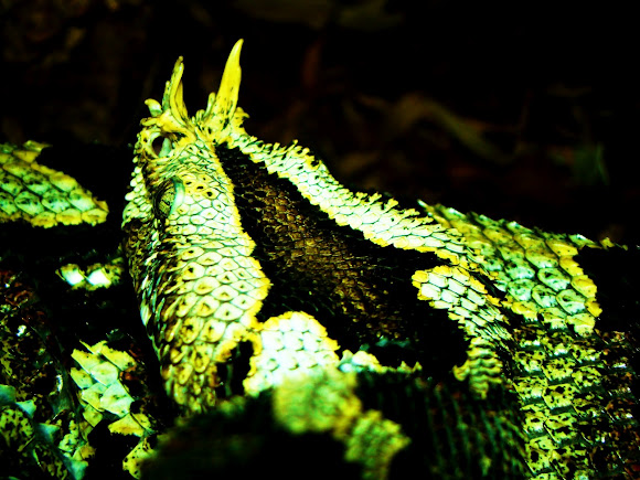 Rhino Viper | Project Noah