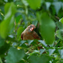 Northern Cardinal (Juv)