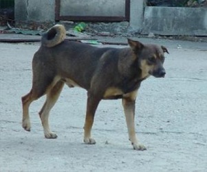 StrayDog
