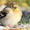 American Goldfinch