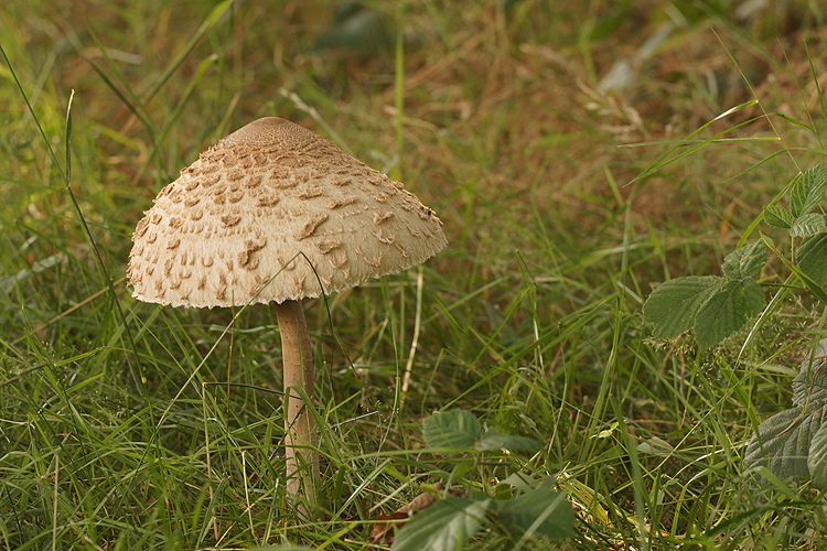 The parasol mushroom
