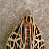 Virgin Tiger Moth