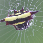 Jewel spider