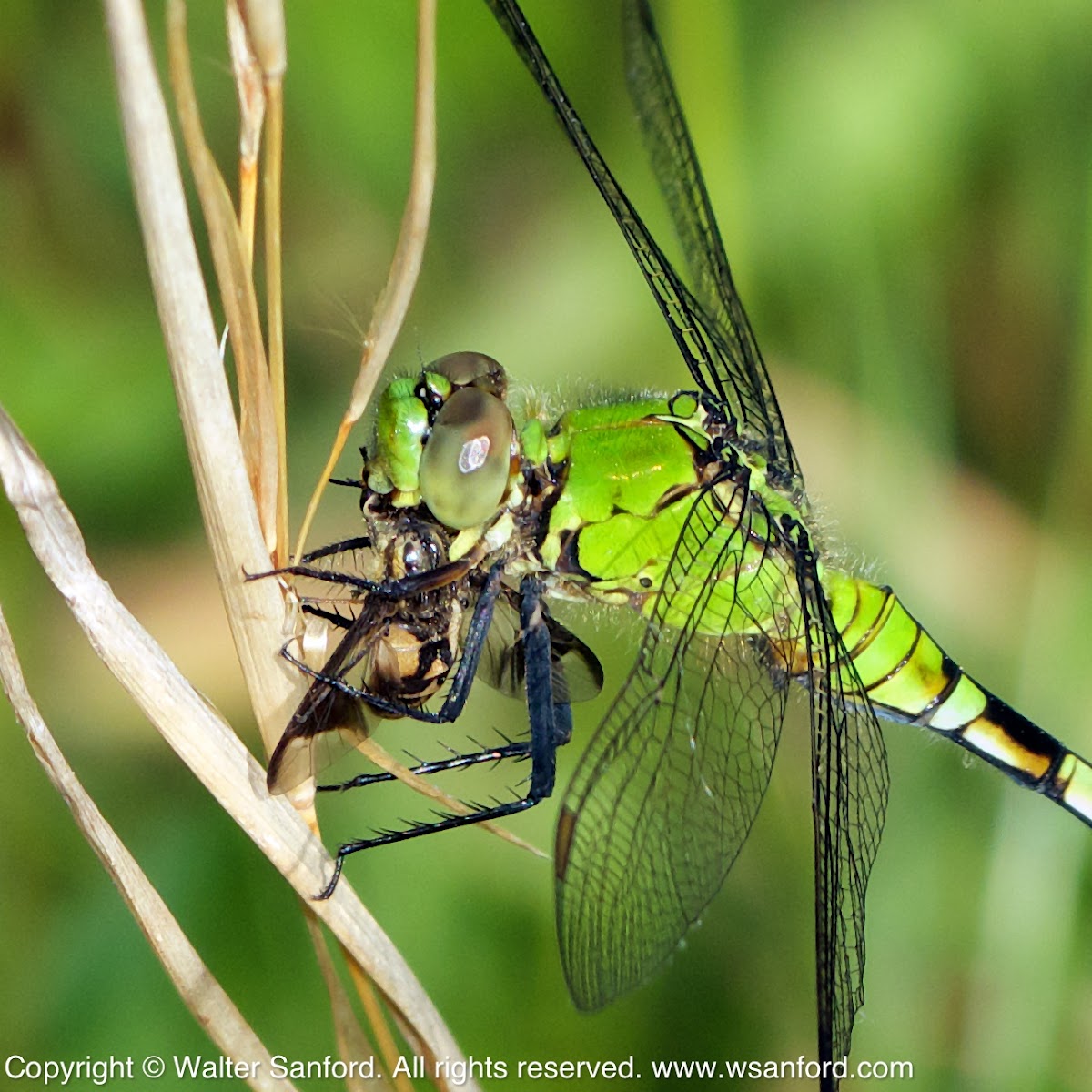 Eastern Pondhawk dragonfly (immature male, eating a Yellow Fly)