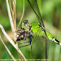 Eastern Pondhawk dragonfly (immature male, eating a Yellow Fly)