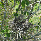 Thorn Nest