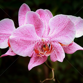 by Didik Baen - Flowers Single Flower