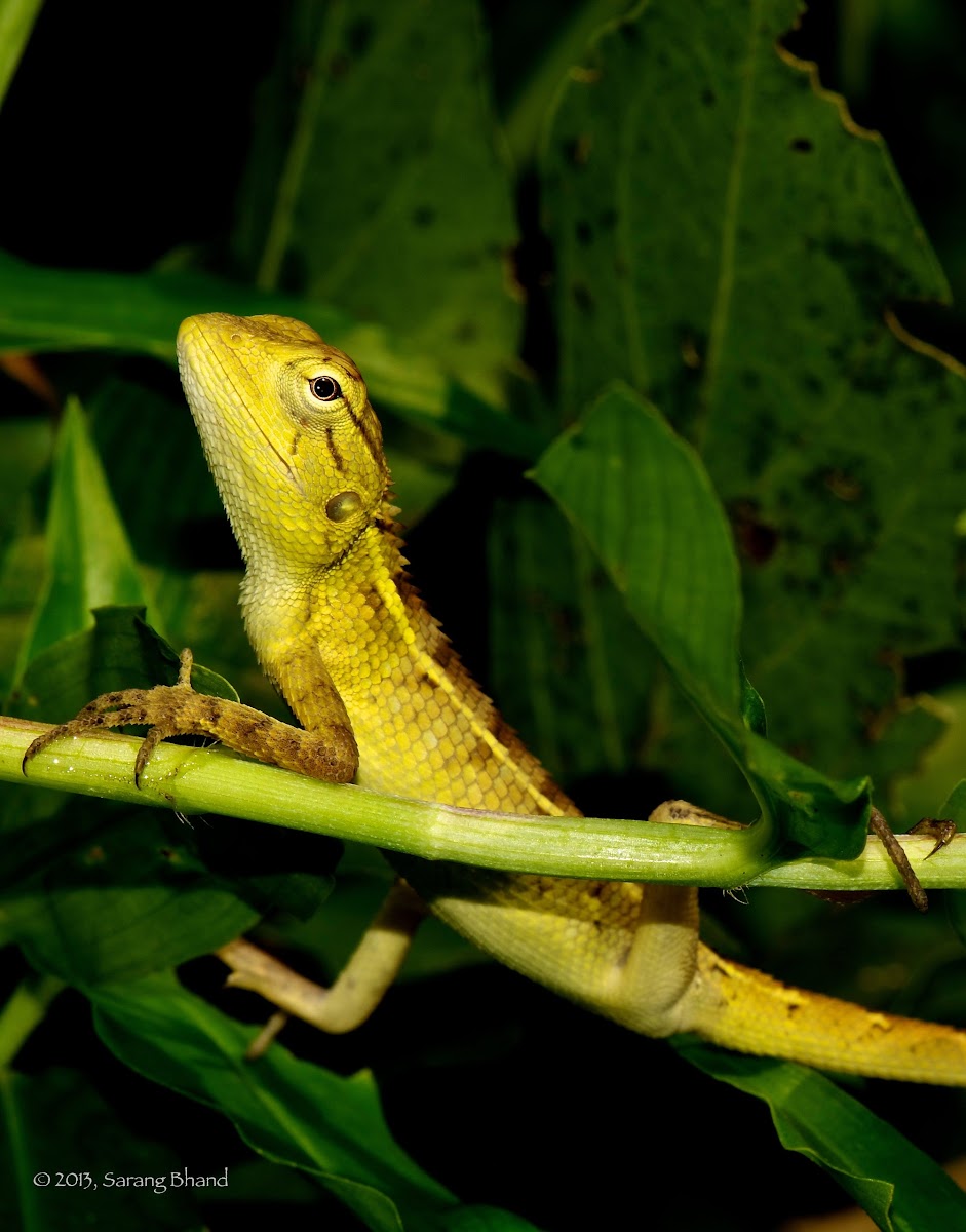 Oriental Garden Lizard