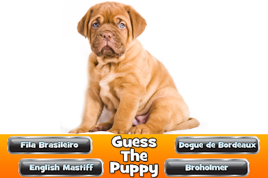Guess The Puppy 2 Trivia Game poster 13