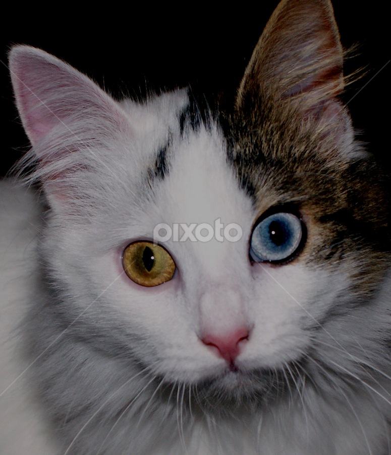 Mia by Lora Long - Animals - Cats Portraits