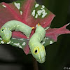 Green Hawkmoth caterpillar