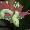 Green Hawkmoth caterpillar